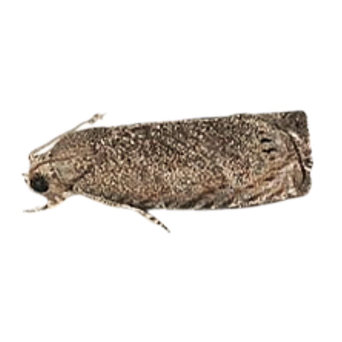 Grapholita inopinata